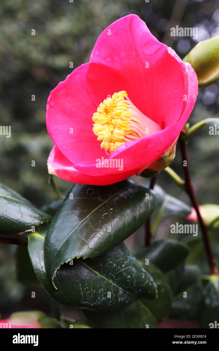 Camellia sasanqua ‘Kanjiro’ Sasanqua Kanjiro cerise cupshaped flower with light pink