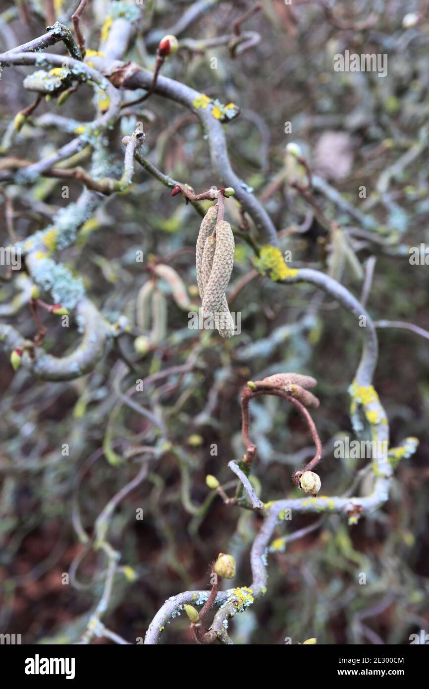 Corylus avellana ‘Contorta’ Corkscrew hazel – contorted branches with