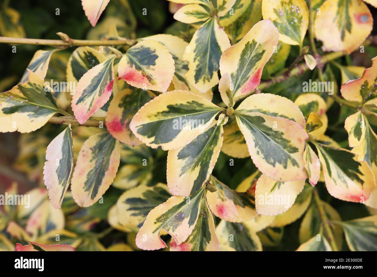 Euonymus fortunei ‘Emerald ‘n’ Gold’ Foliage shrub with green and yellow variegated leaves, pink splashes appear in cold of winter,  January, England, Stock Photo