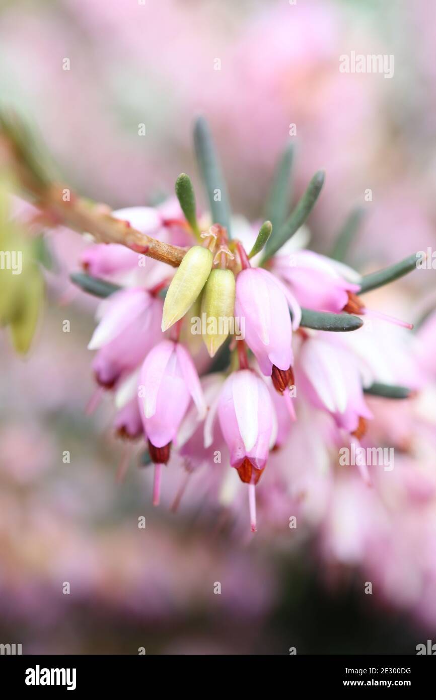 Erica carnea ‘Pink Spangles’ Winter heather – clusters of tiny bell-shaped pink and white flowers on stems with needle-like leaves January, England, Stock Photo