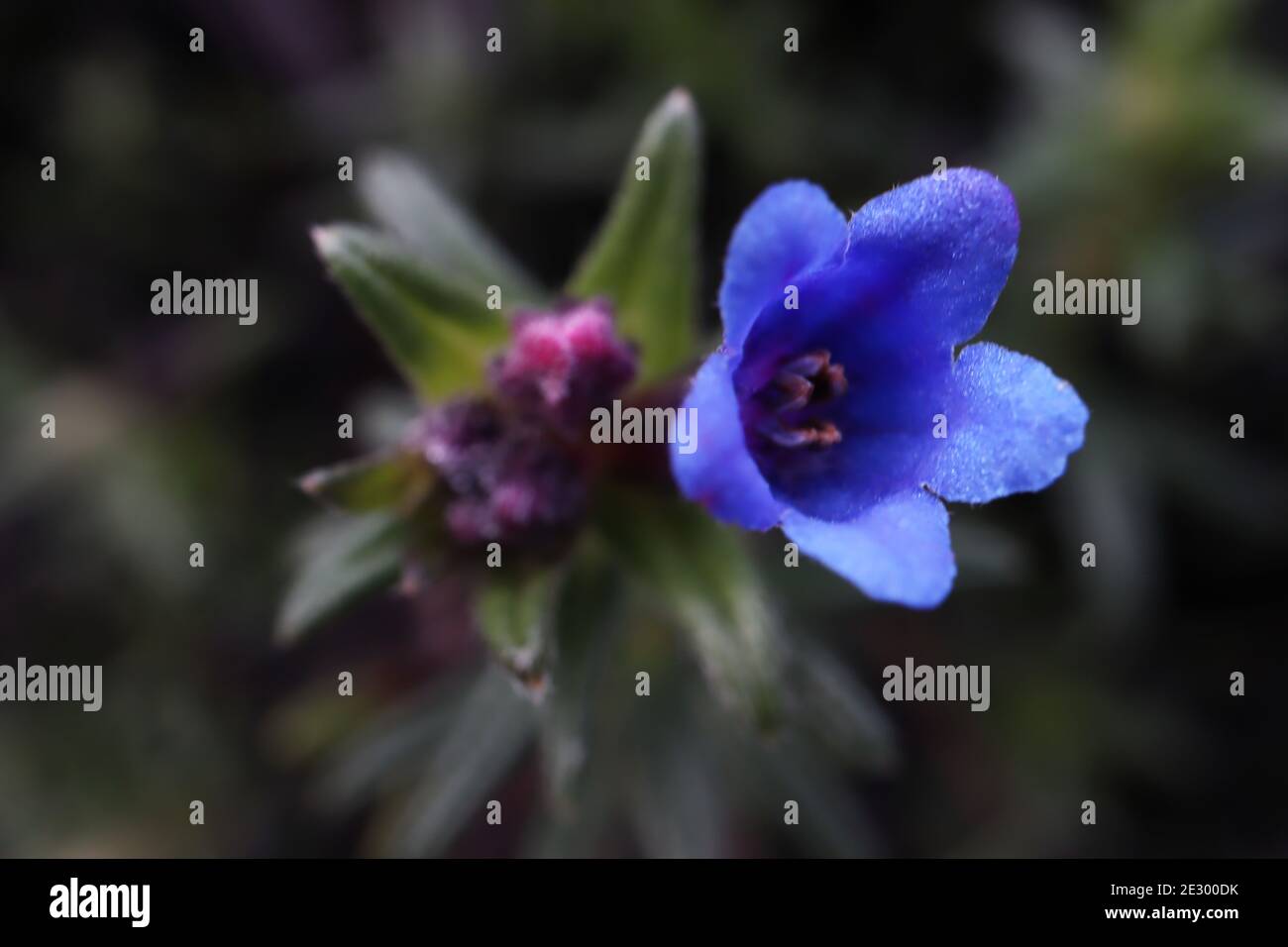 Lithodora / Glandora / Lithospermum diffusa ‘Heavenly Blue’ Purple gromwell – vivid blue scalloped flower,  January, England, UK Stock Photo