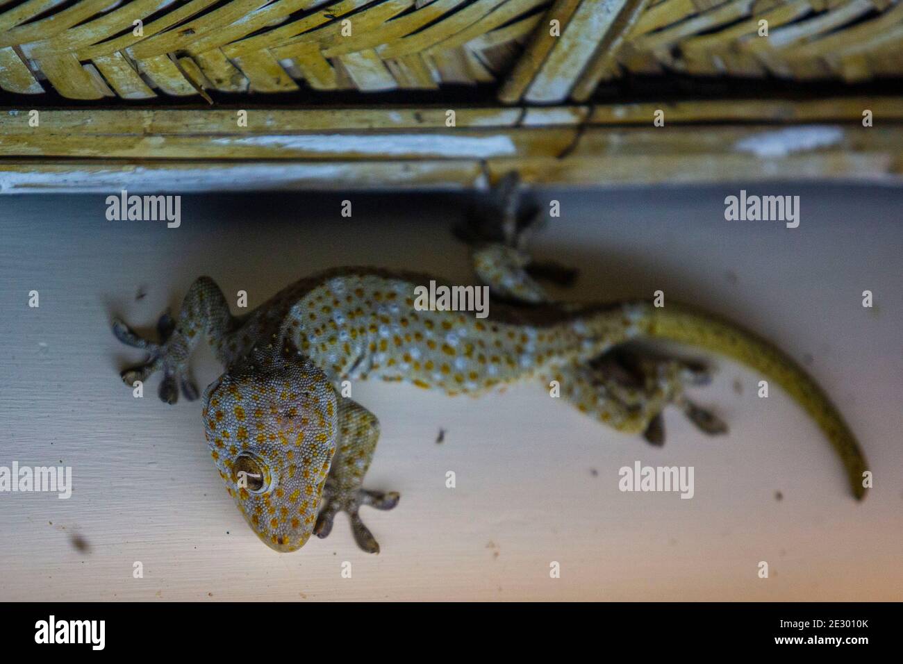 Gekko gecko or Tokay gecko, Srimangal, Moulvi Bazar, Bangladesh Stock Photo