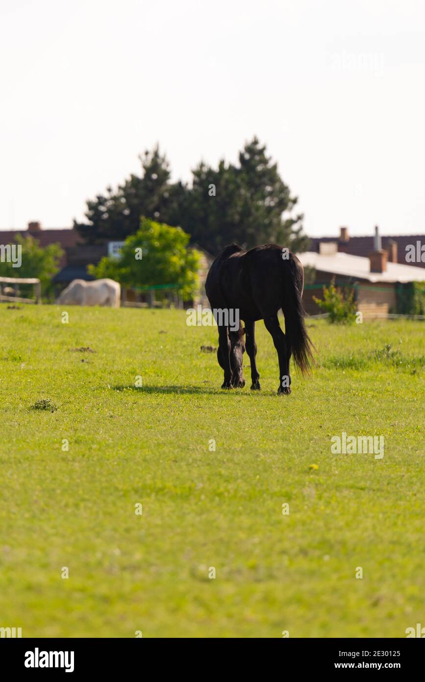 Horse grazing in the pasture. Black horse standing with his back to the photographer. Stock Photo
