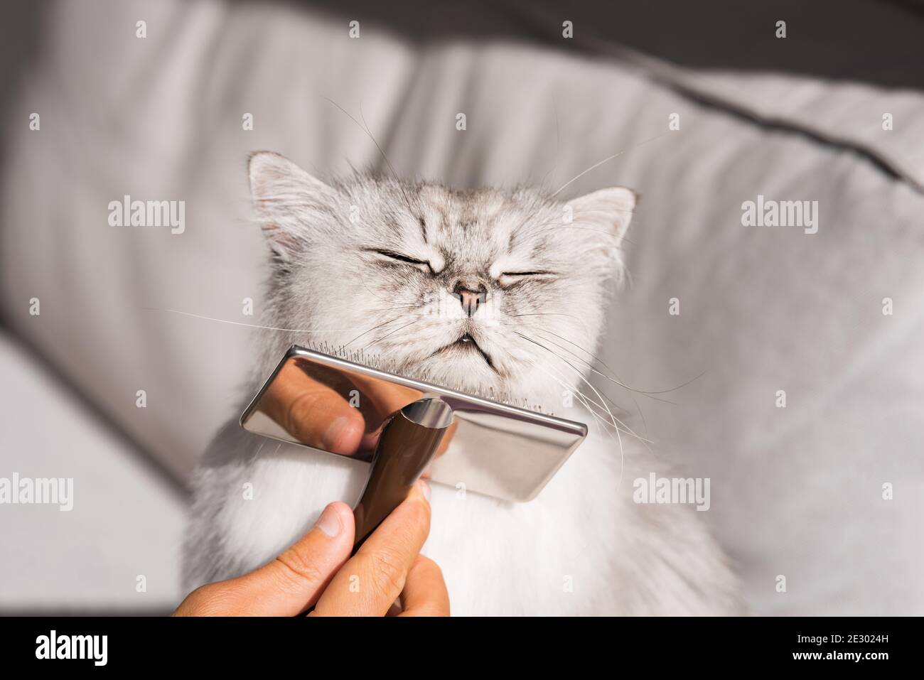 Combing lovely cute grey longhaired persian cat. Fluffy cat loves being