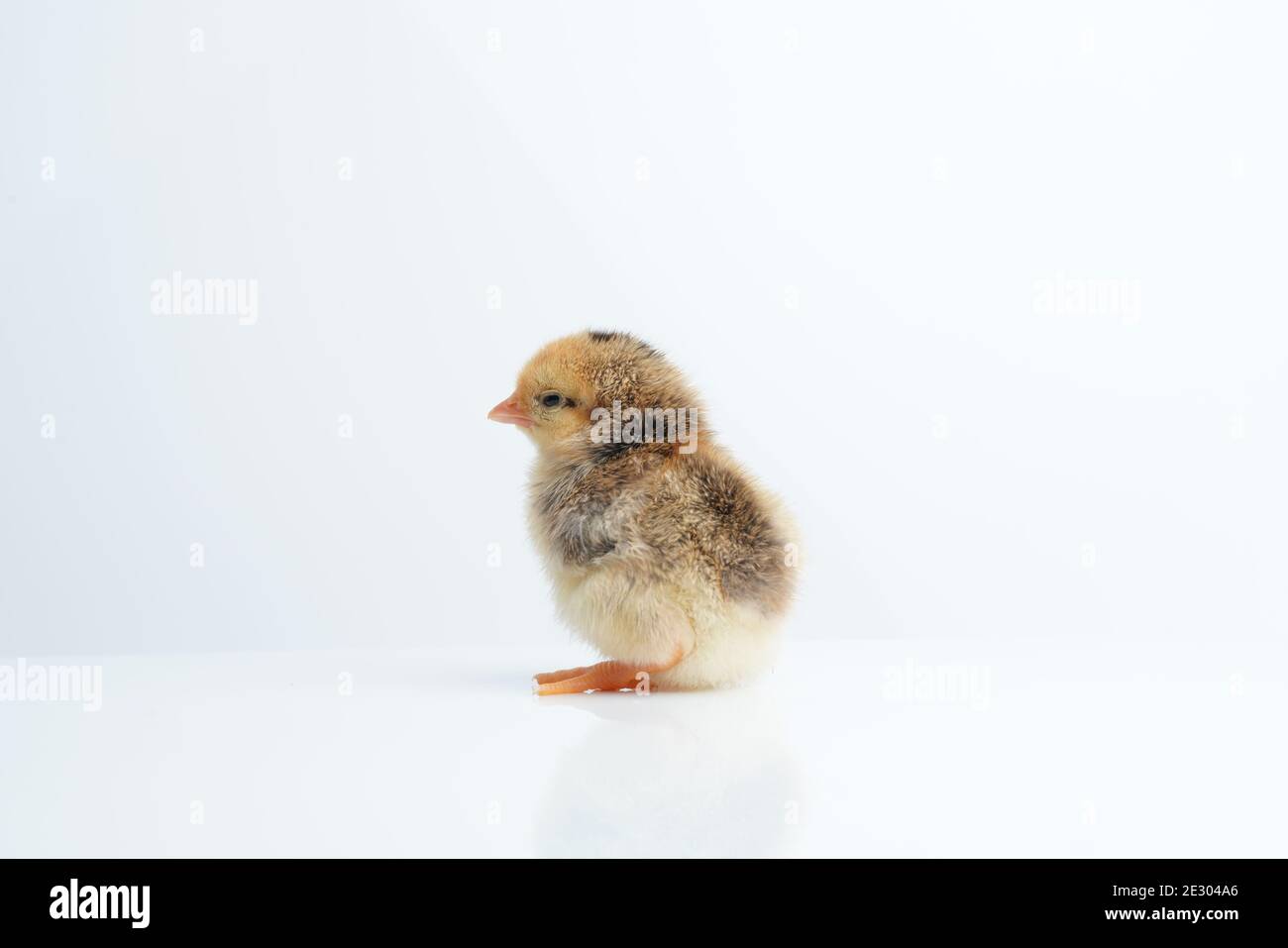 Sleepy bantam, on a white background. Stock Photo