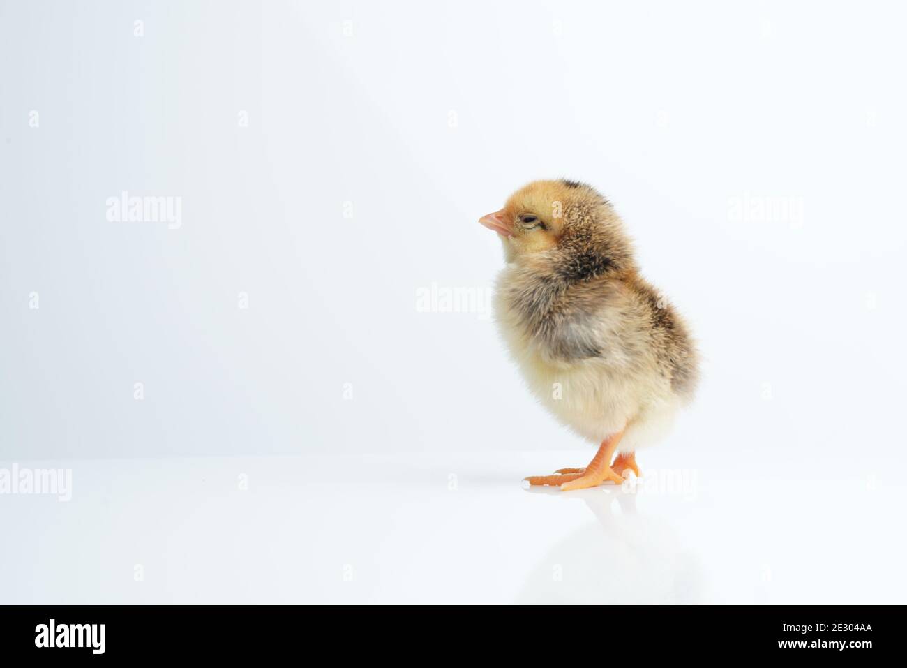 Sleepy bantam, on a white background. Stock Photo