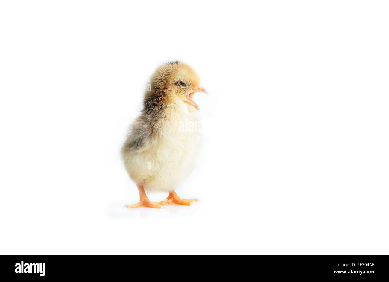 Sleepy bantam, on a white background. Stock Photo