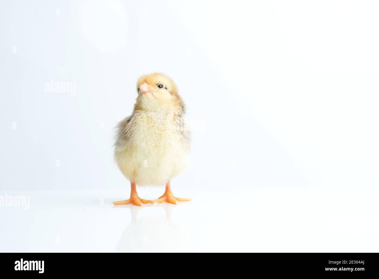 Sleepy bantam, on a white background. Stock Photo