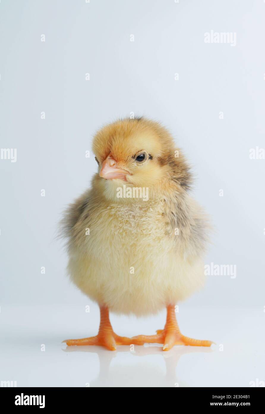 Sleepy bantam, on a white background. Stock Photo