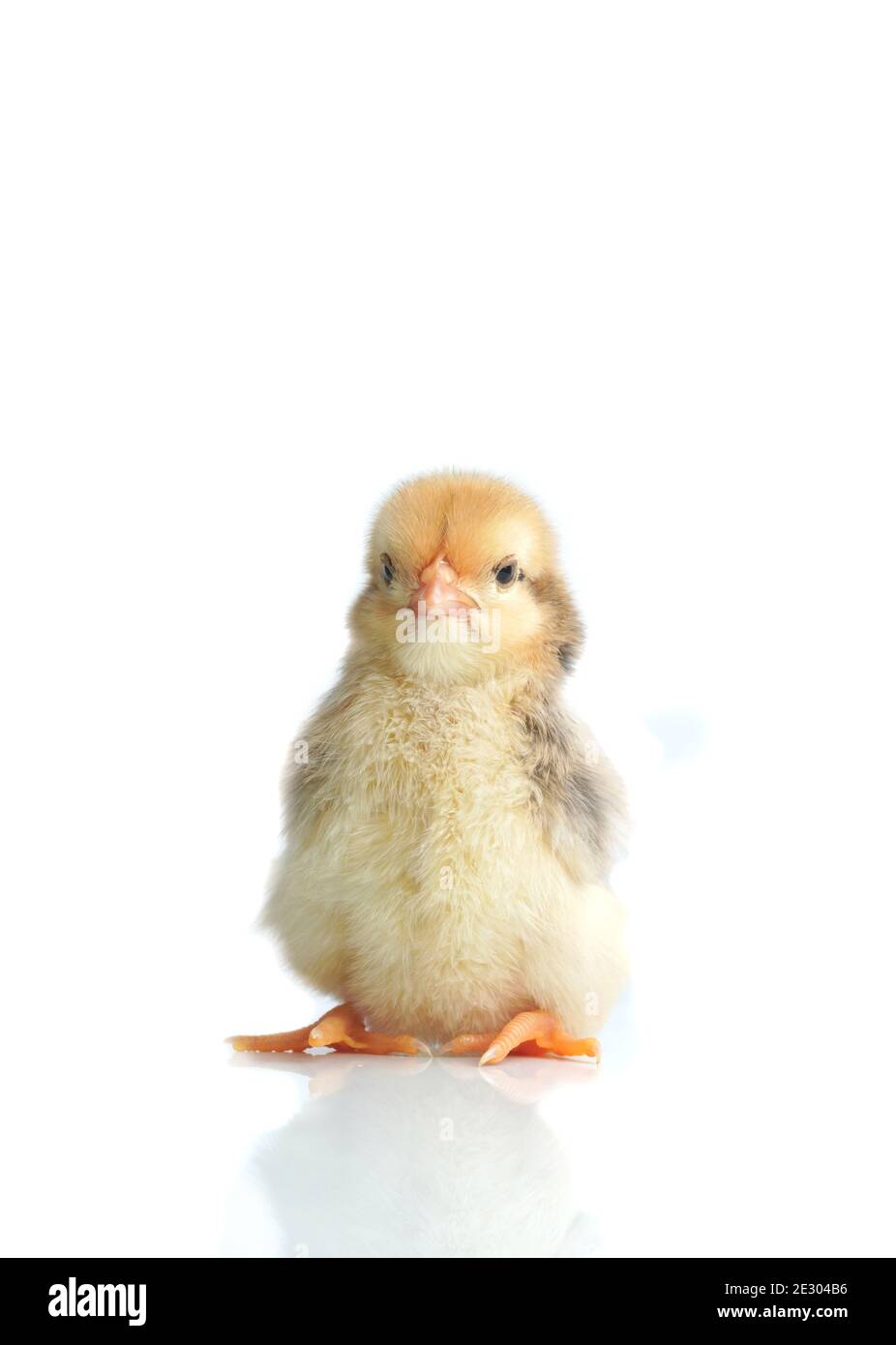 Sleepy bantam, on a white background. Stock Photo