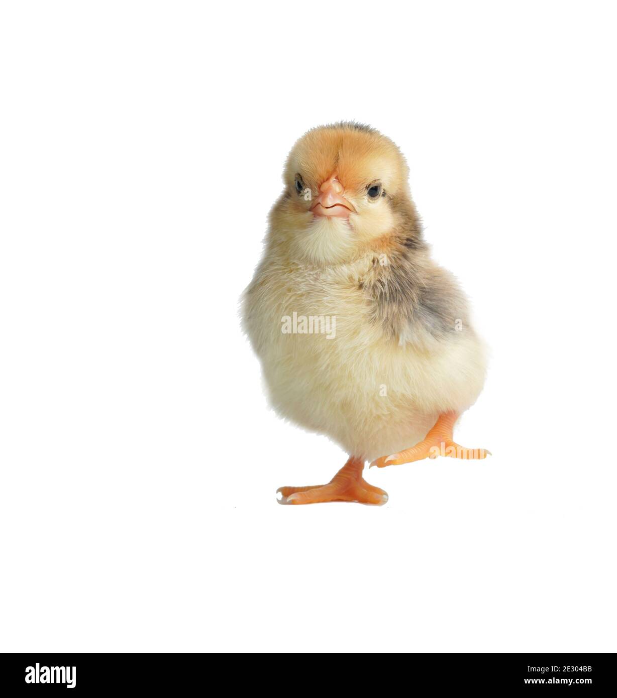 Sleepy bantam, on a white background. Stock Photo