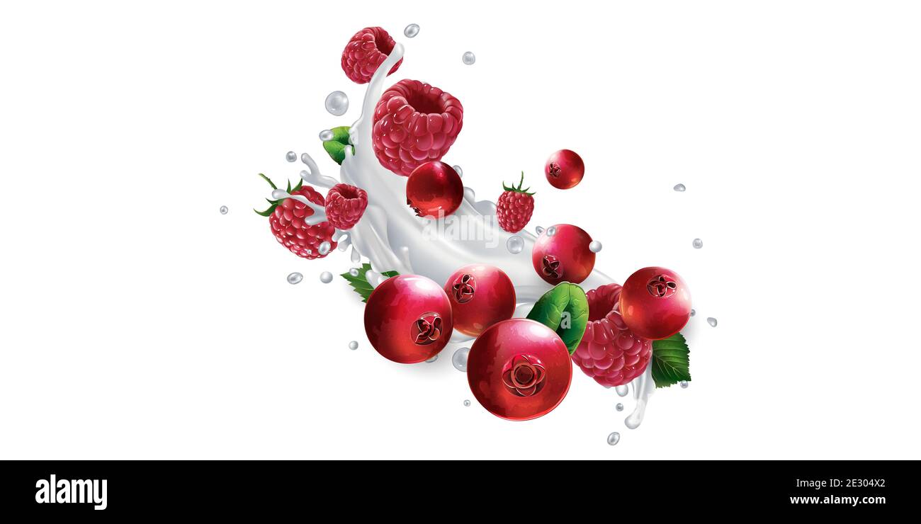 Cranberries and raspberries in splashes of milk or yogurt. Stock Photo
