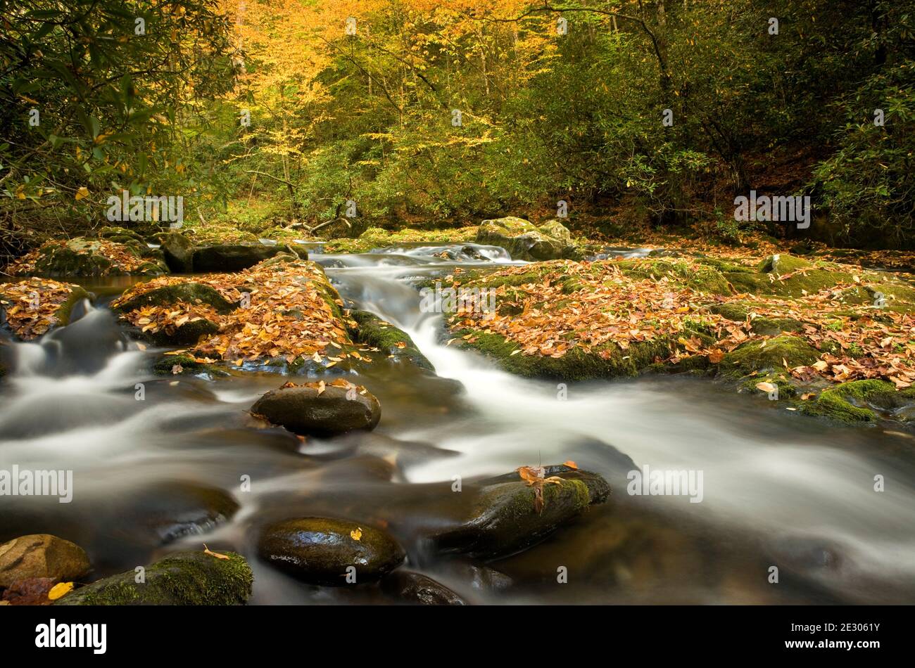 NC00202-00...NORTH CAROLINA - Autumn along the Oconaluftee River in Great Smoky Mountains National Park. Stock Photo