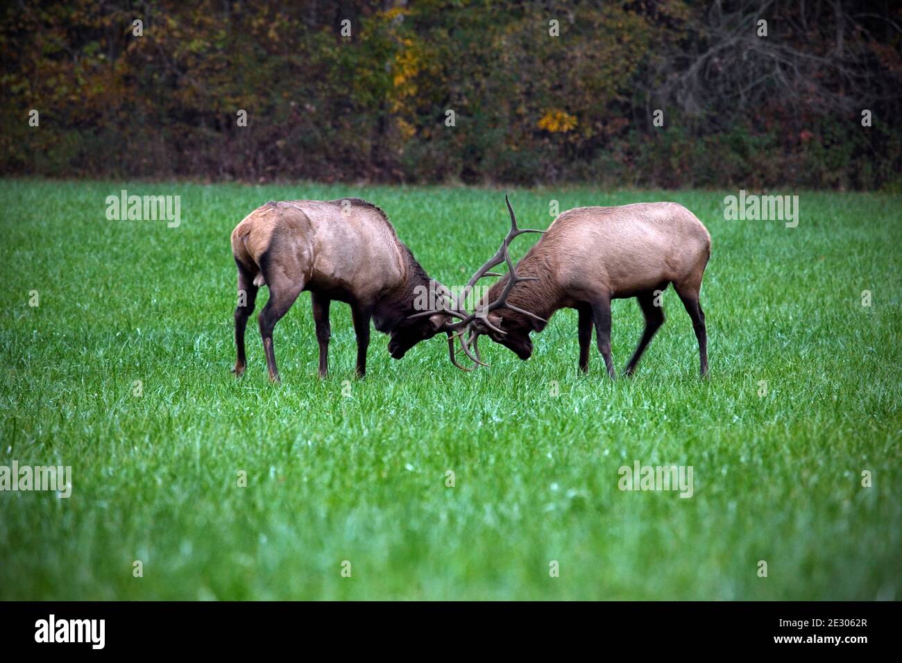 NC00221-00...NORTH CAROLINA - Two elk sparing near the Oconaluftee Visitors Center in Great Smoky Mountains National Park. Stock Photo