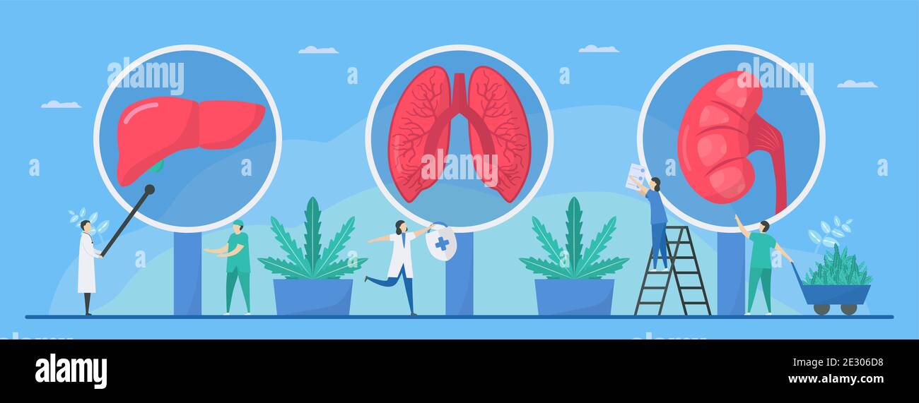 Benefit of cannabis. This thing can make a good health such as repair lung, liver, and kidney. Vector illustration in flat style. Stock Vector