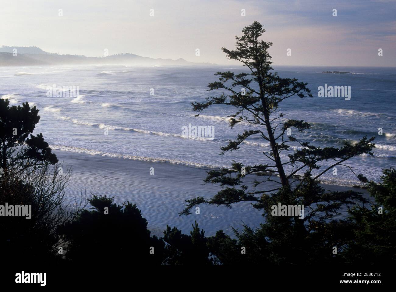 Sitka spruce (Picea sitchensis) view, Beverly Beach State Park, Oregon Stock Photo