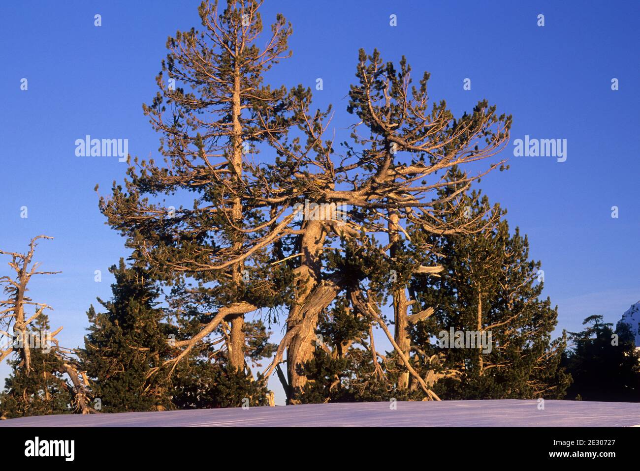 Bristlecone pine, Crater Lake National Park, Oregon Stock Photo