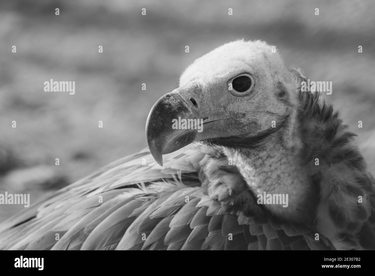 Scavenging vulture Black and White Stock Photos & Images - Alamy
