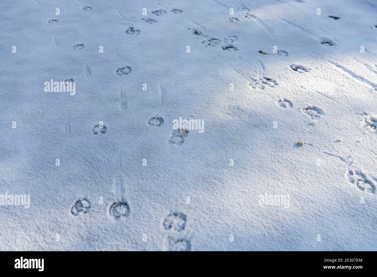 Close-up line of deer footprints on snow in the forest. Stock Photo