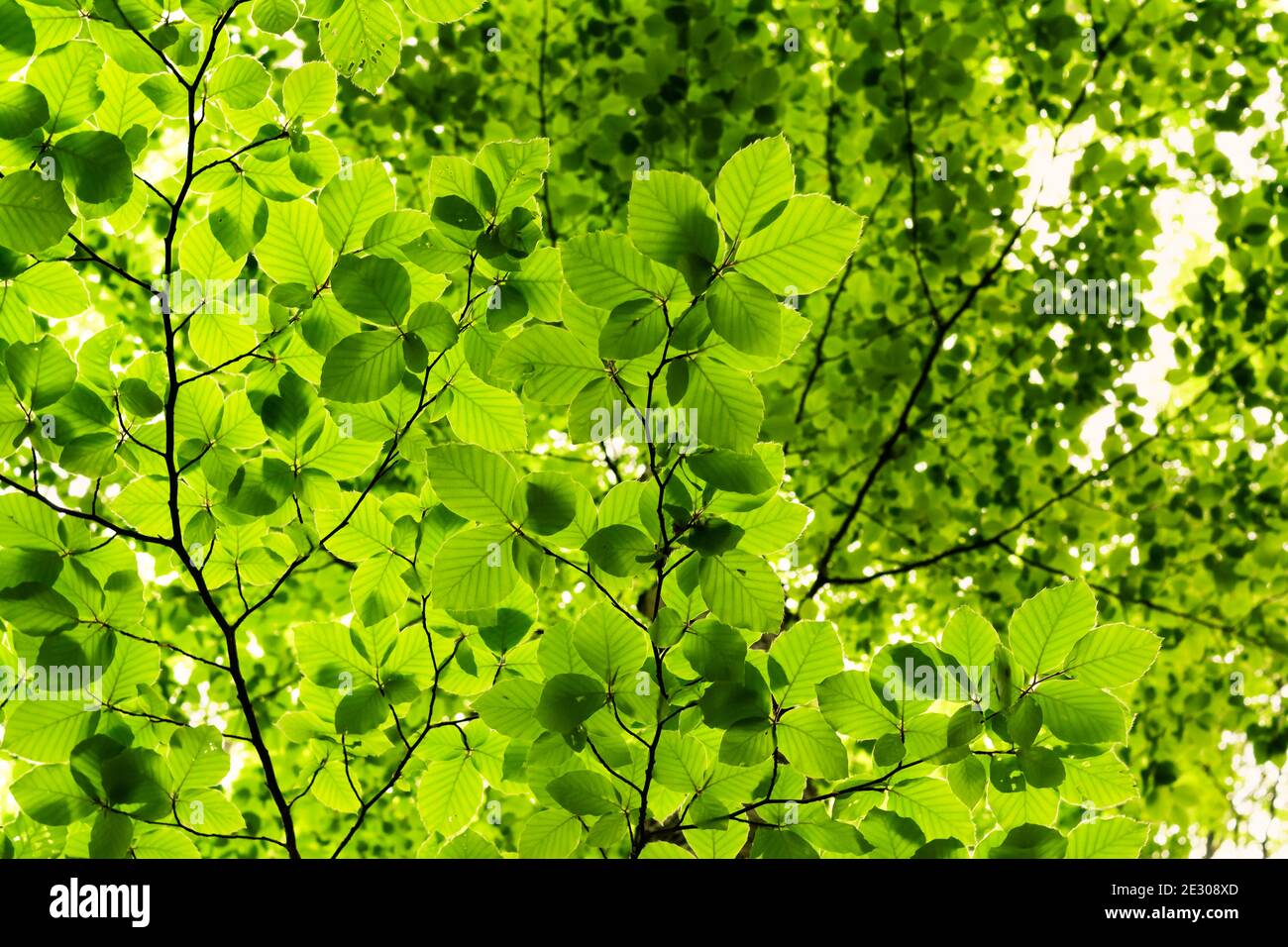 Bottom view of the leafy foliage of the beech tree. The leaves, crossed by the sun's rays, take on infinite shades. Tambre, Alpago, Belluno, Italy Stock Photo