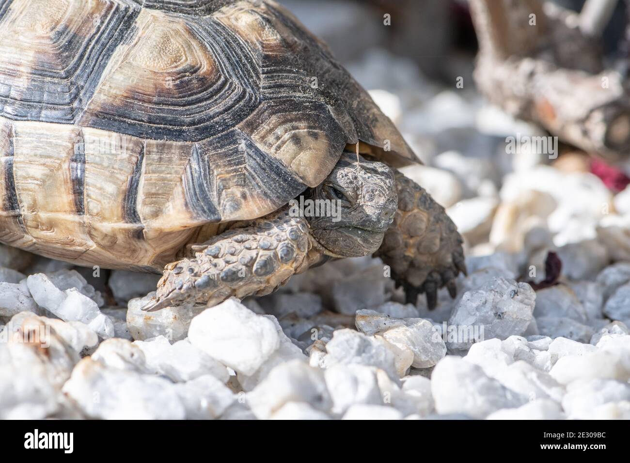 Turtle Testudo Marginata european landturtle closeup wildlife free ...