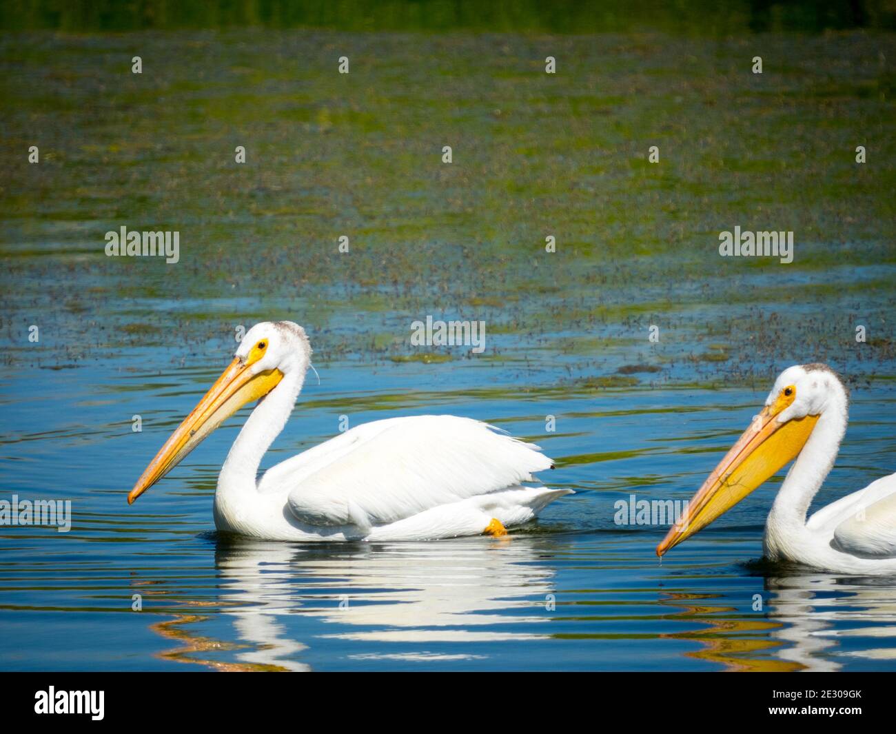 Two non-breeding adult American White Pelicans (Pelecanus erythrorhynchos) swims on a pond in Beaumont, Alberta, Canada. Stock Photo