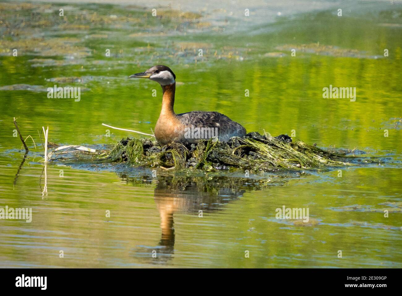 A red-necked grebe (Podiceps grisegena) sits on its nest in the middle of a pond in Beaumont, Alberta, Canada. Stock Photo