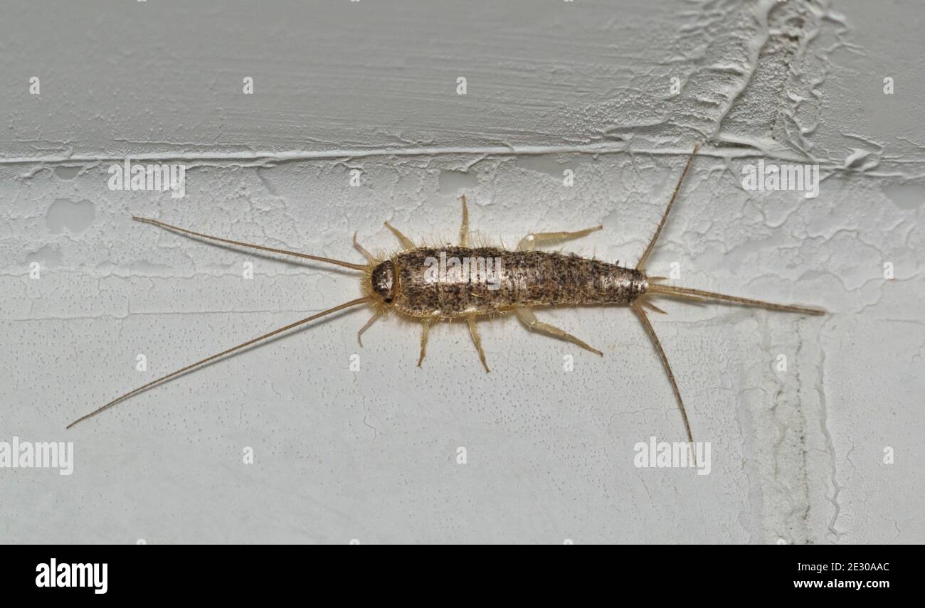 Silverfish Ctenolepisma longicaudatum isolated on a white wall interior of a home. Common household pests destructive to textiles and paper products. Stock Photo