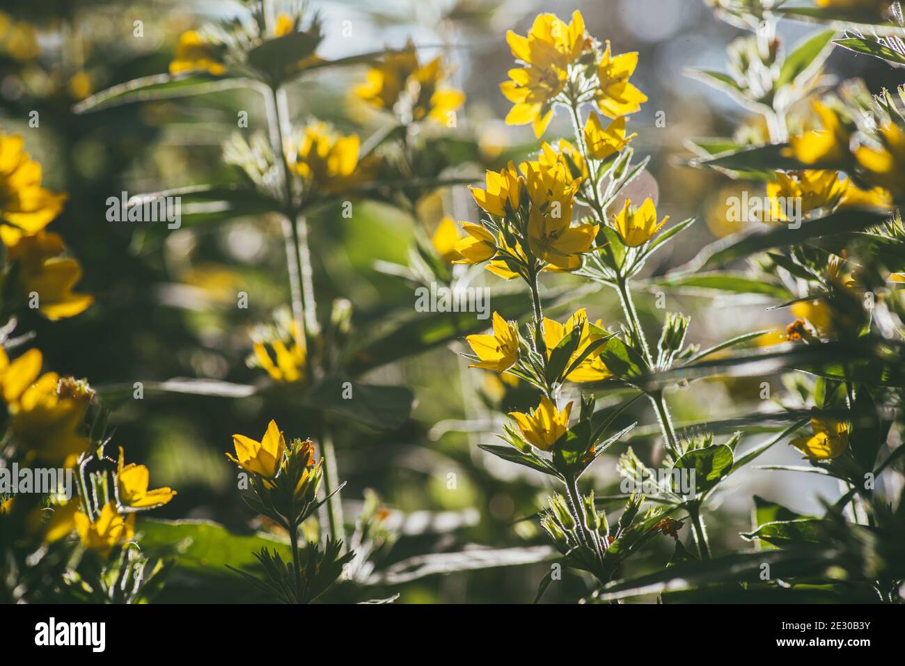 Bright yellow flower loosestrife spot illuminated by the bright rays of the evening sun. Selective focus macro shot with shallow DOF Stock Photo