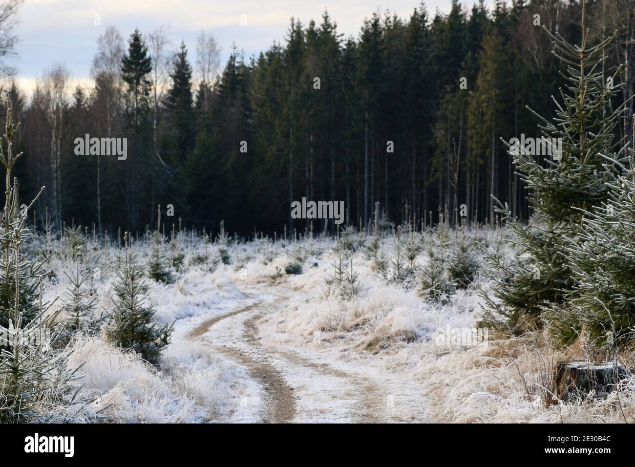 A path winds through a frozen felled forest patch Stock Photo