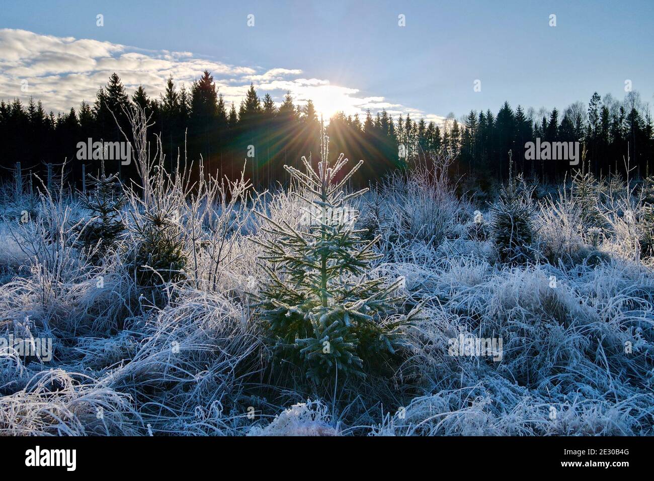 A backlit fir stands in a frost cover field. Stock Photo