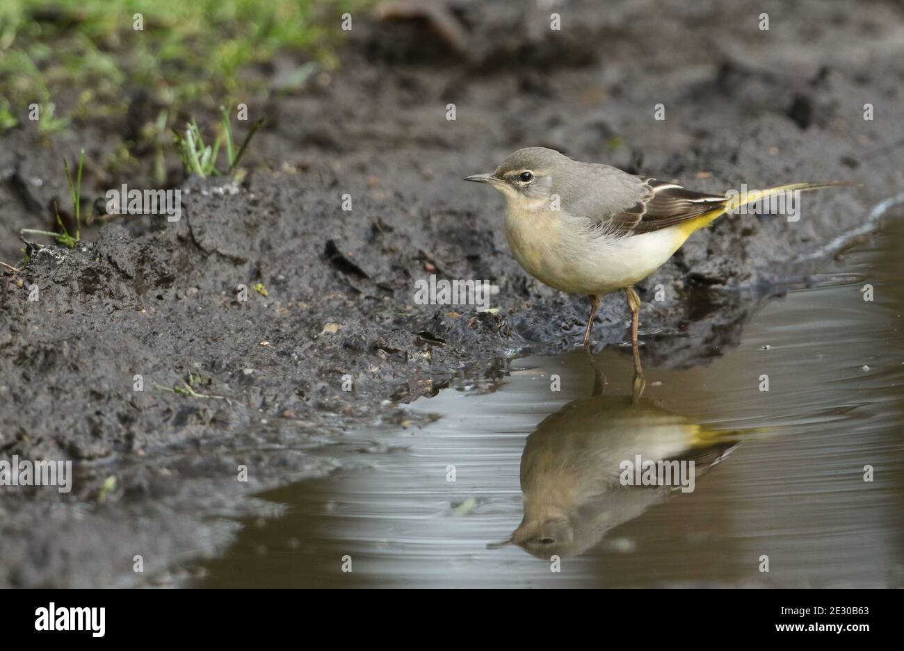 A beautiful Grey Wagtail, Motacilla cinerea, searching for insects along the edge of a puddle on a dirt track in winter. It's reflection can be seen i Stock Photo