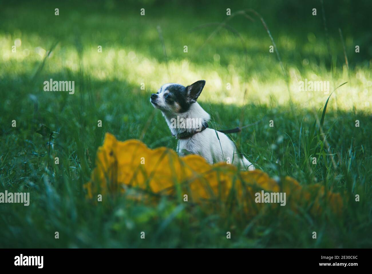 A small funny Chihuahua dog sitting on the green grass yard and sniffing the air against a blurred summer garden. Stay at home coronavirus covid-19 Stock Photo