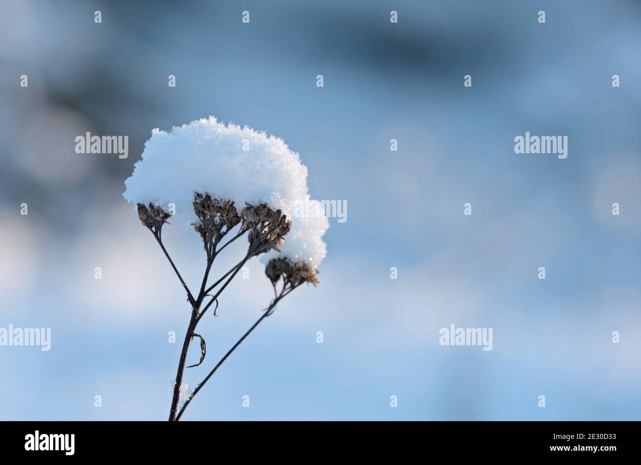 A faded Achillea millefolium in wintry landscape with a lot of snow Stock Photo
