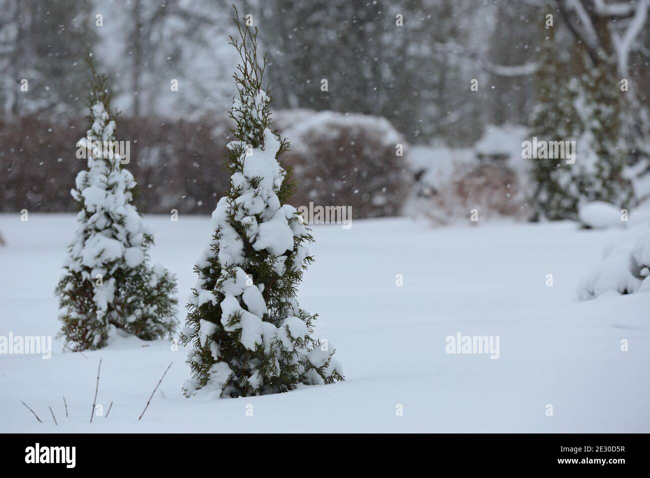Snow covered small thuja plants in a garden Stock Photo
