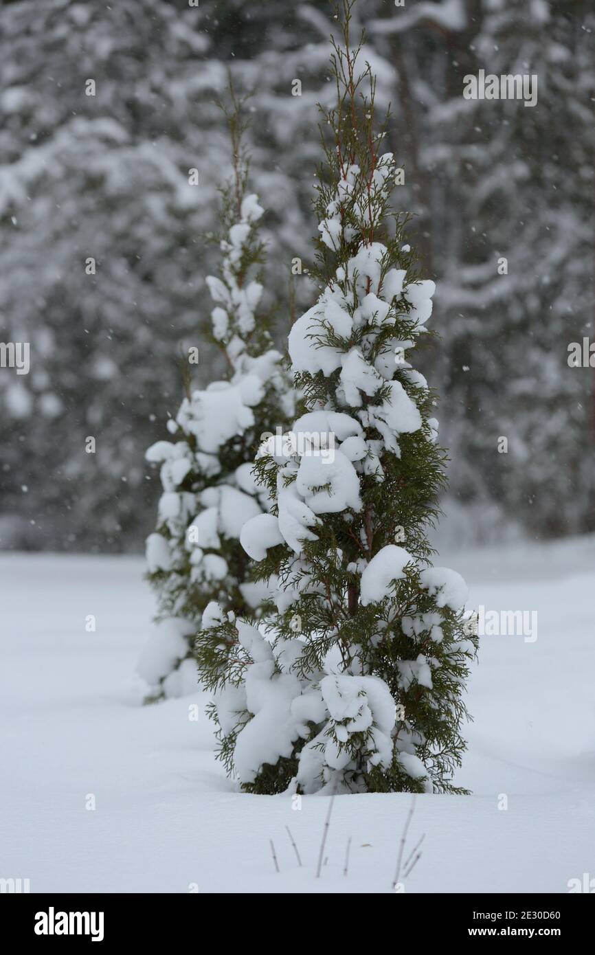 Snow covered small thuja plants in a garden Stock Photo