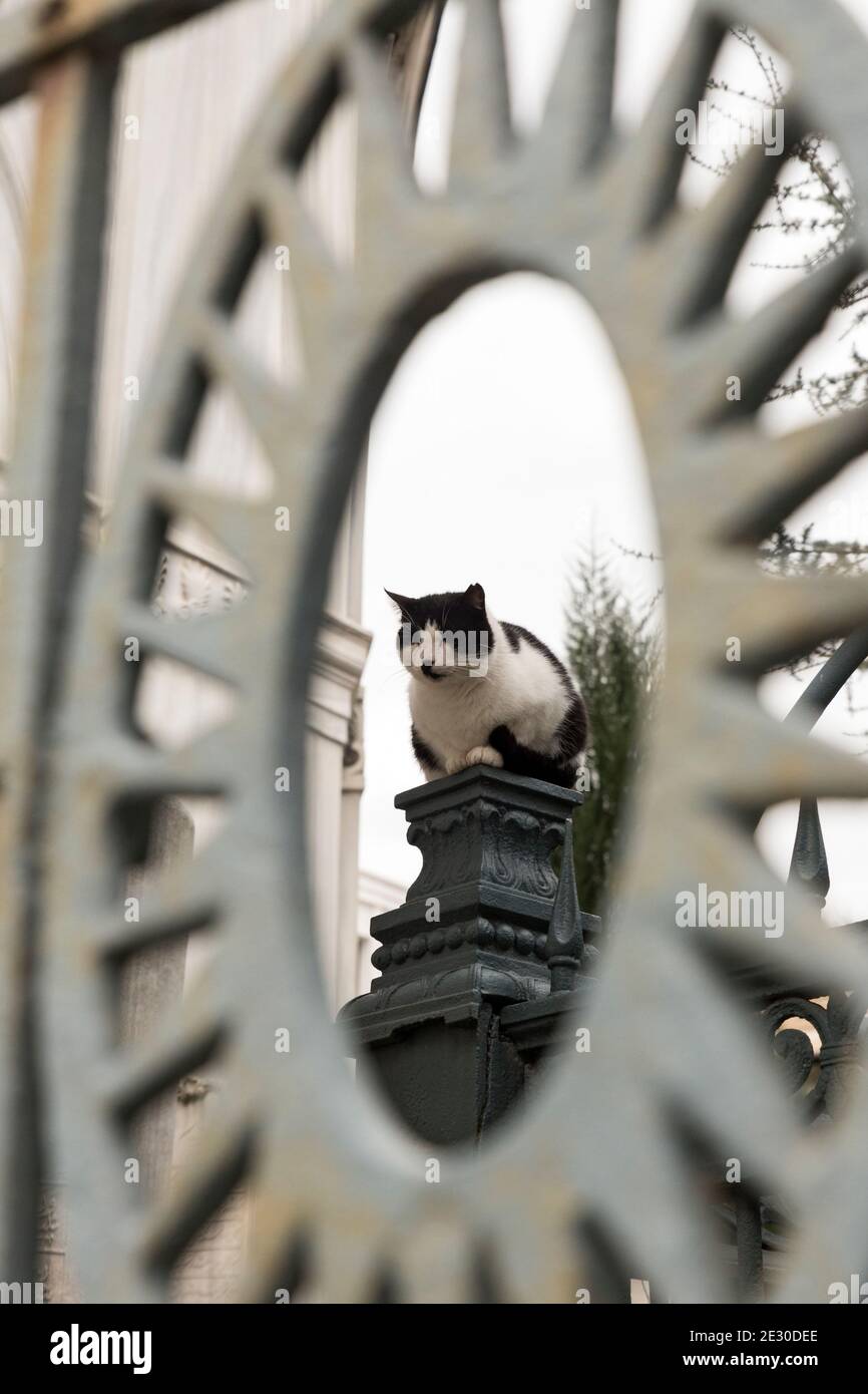 Outdoor Shot Under Cast Sky Of A Stray White And Black Cat Crouched On Tip Of An Iron Framework The Cat Is Framed With A Corona Shaped Ironwork Fenc Stock Photo