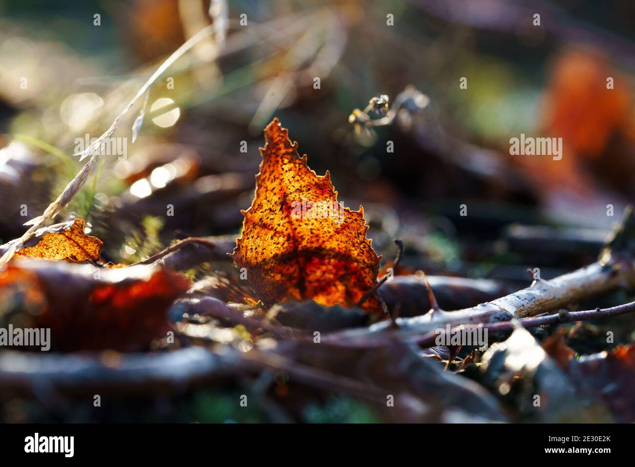 Yellow orange leaved maple hi-res stock photography and images - Alamy