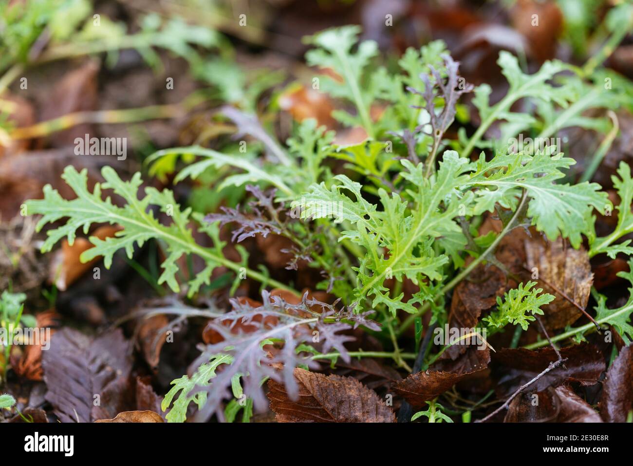 Red and green mizuna lettuce growing in a winter garden. Stock Photo