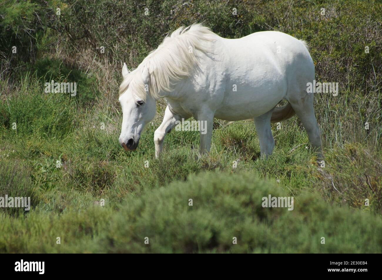 Wild horses. Stock Photo