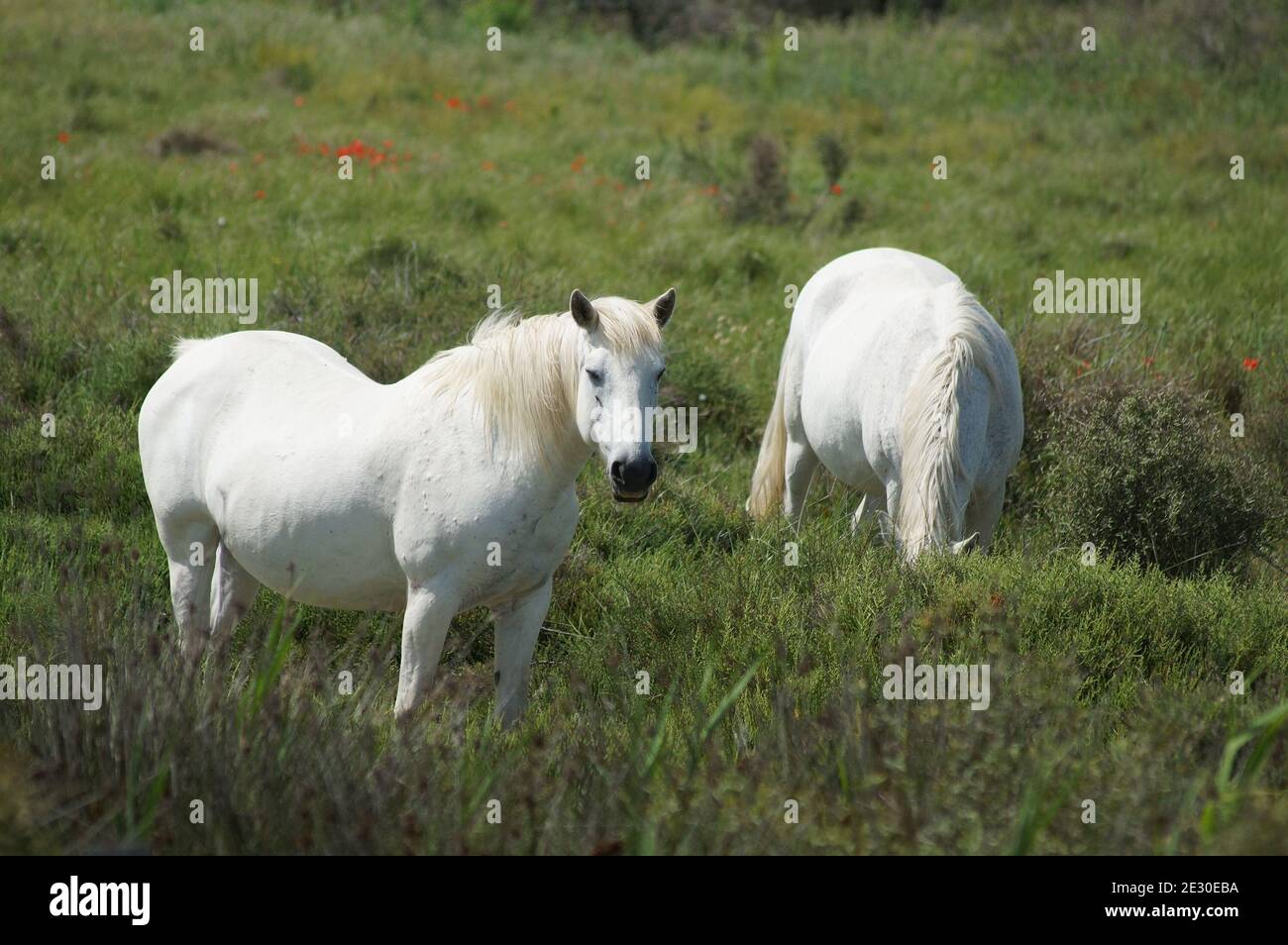Wild horses. Stock Photo