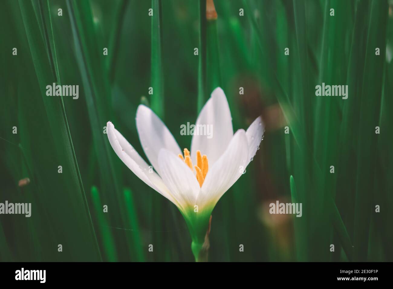 Zephyranthes Lily, White rain Lily is agenus of temperate and tropical plants in the Amaryllis family. Stock Photo