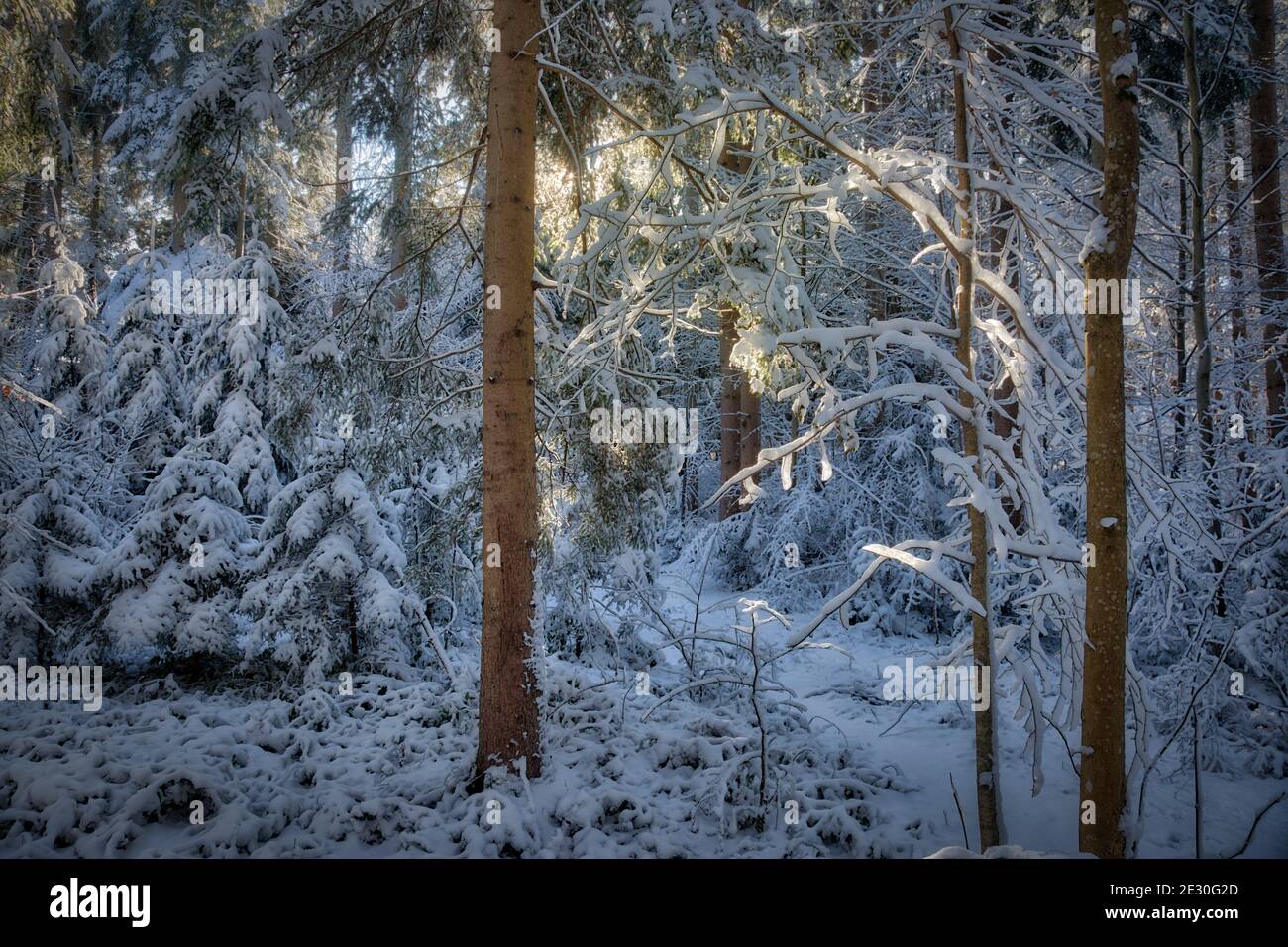 PHOTOGRAPHIC ART: When Light Breaks Through  (Woodland scene near Bad Toelz, Bavaria, Germany) Stock Photo