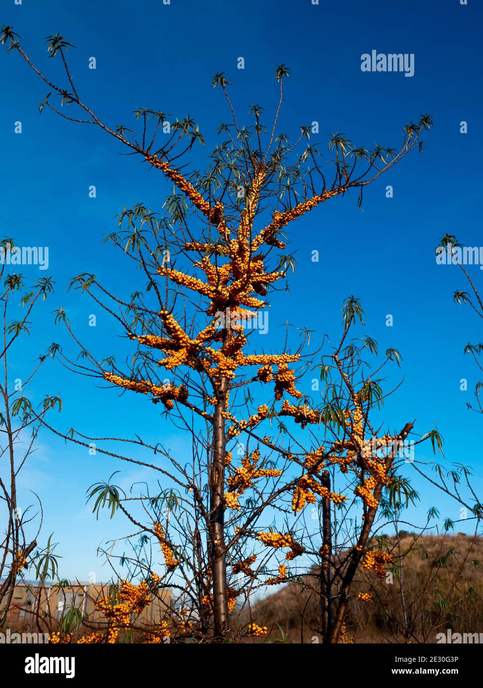 Sea Buckthorn plant Hippophae rhamnoides with profuse orange coloured berries near the sea at Warrenby North Yorkshire England Stock Photo