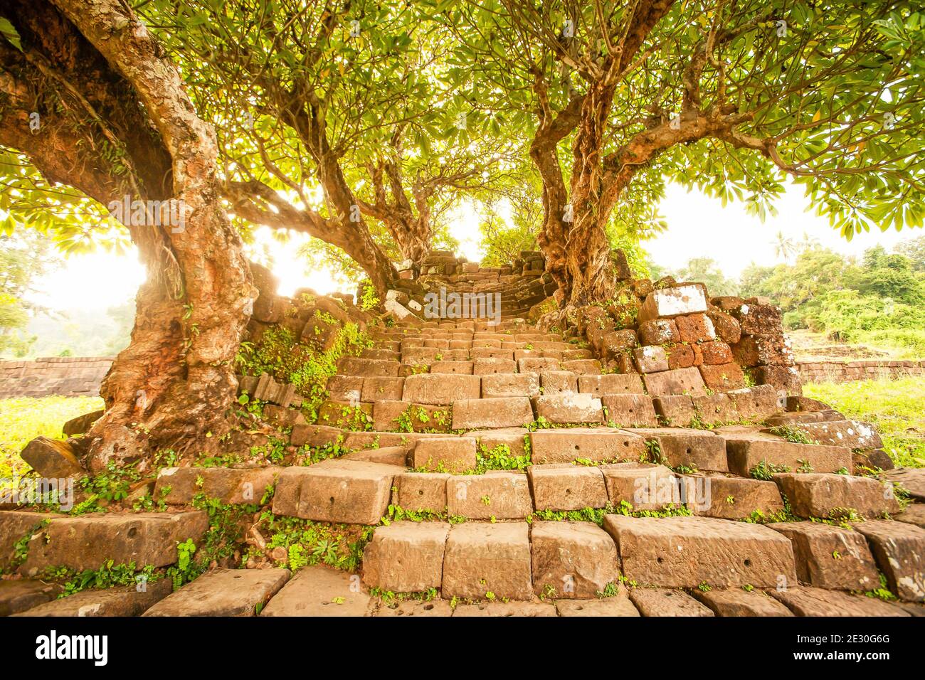 Ancient spiritual stairs and old Plumeria trees to the Vat Phou temple area, Vat Phou is a ruined Khmer Hindu temple complex in Champasak, Laos. Stock Photo