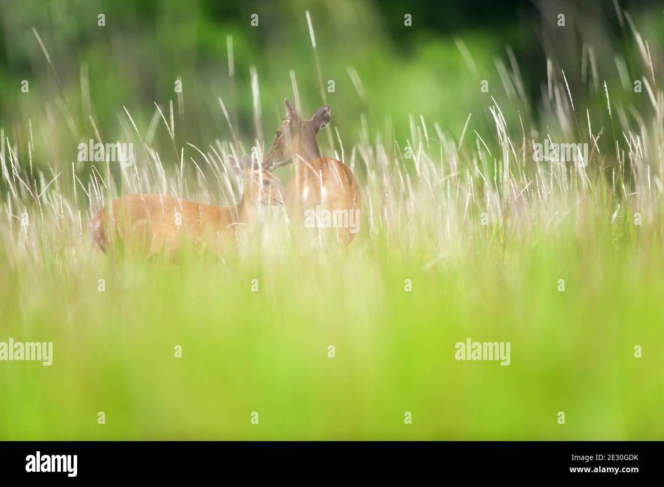 Mother Sambar deer grooming a little fawn in flower field in summer, blurred evergreen forest backgrounds. Khao Yai National Park. World Heritage Site Stock Photo