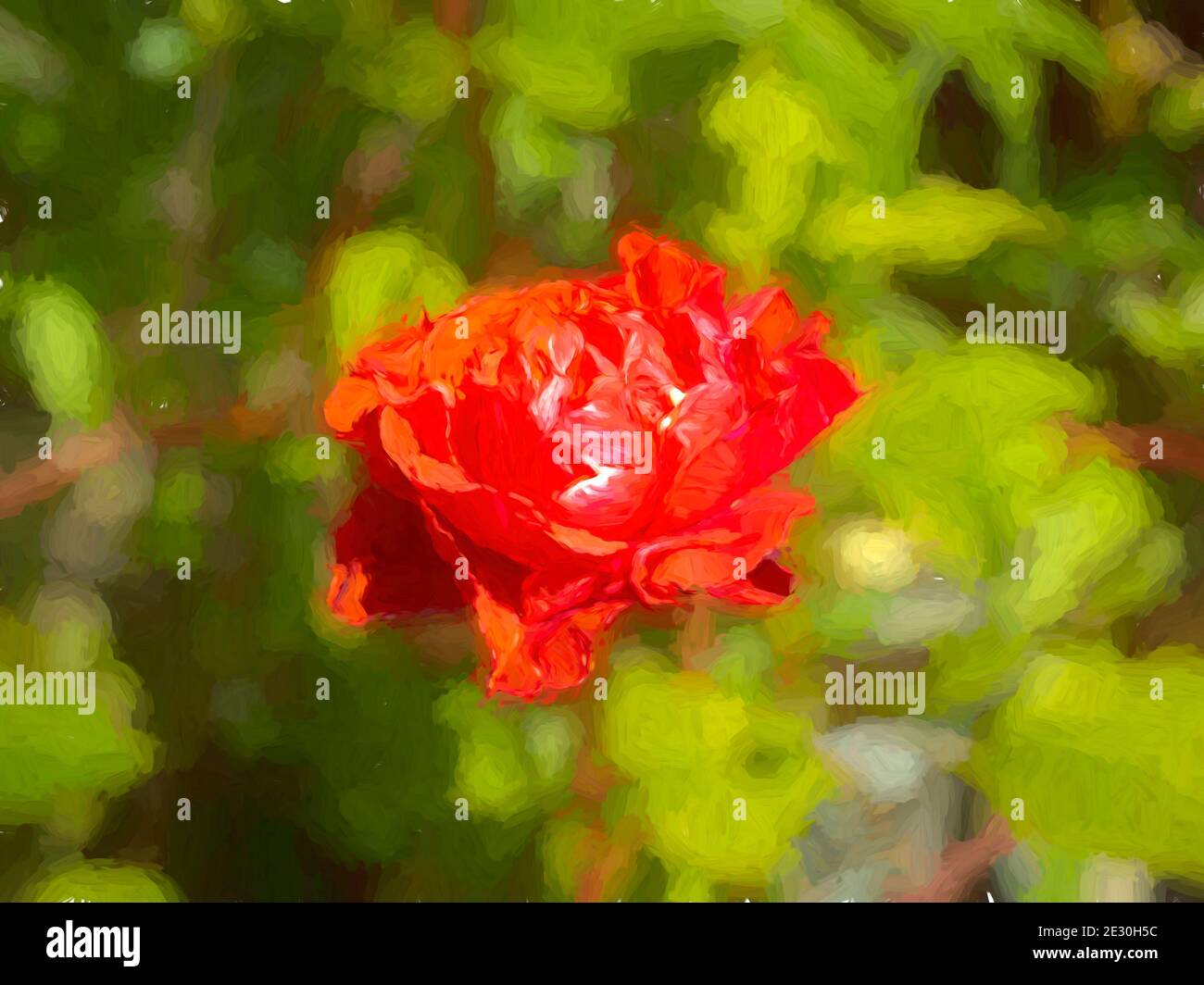 Close-up image of a red rose on blurred background Stock Photo - Alamy