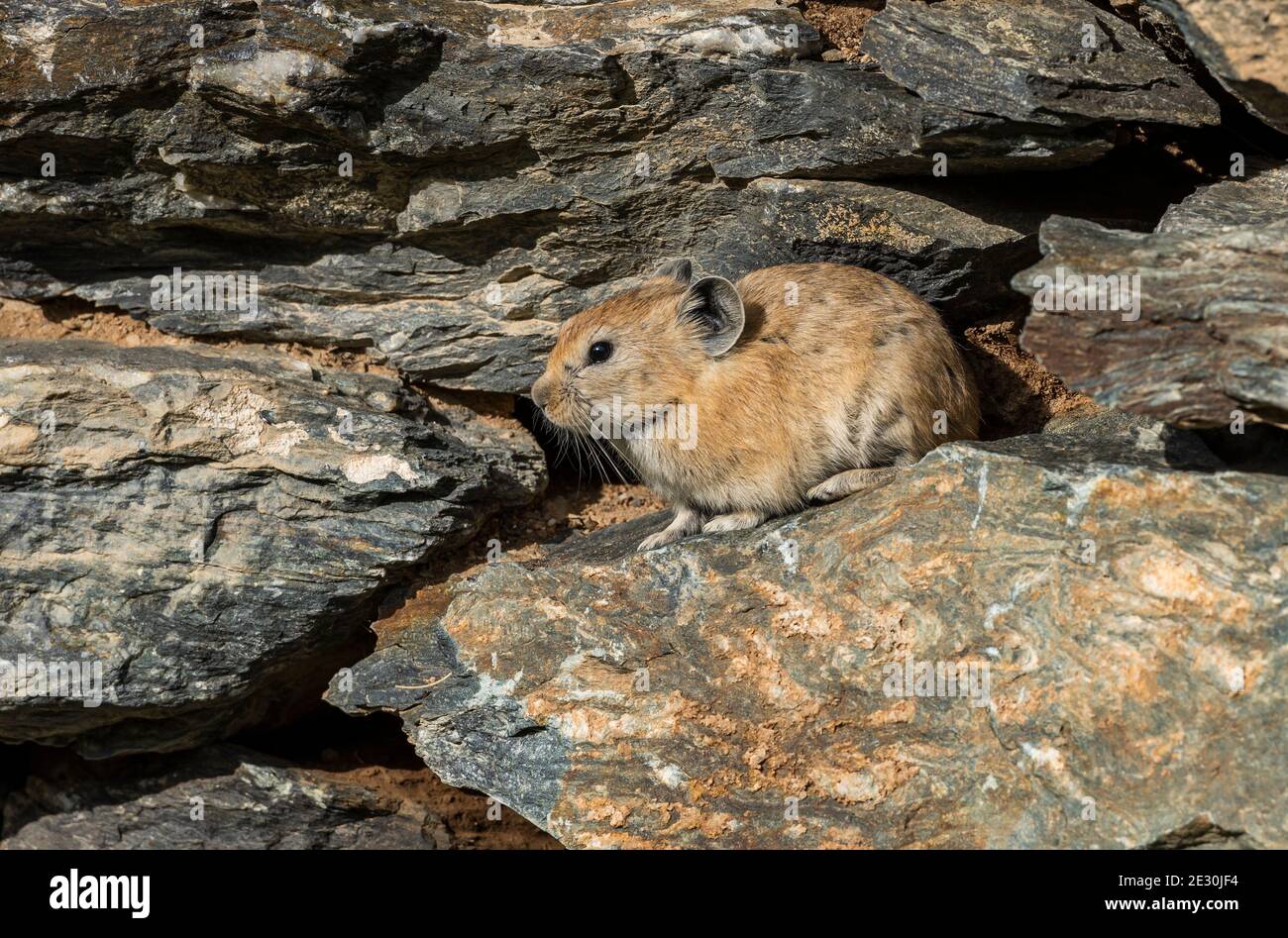 Small rodent, pika, in a stone wall in the steppe of Mongolia Stock