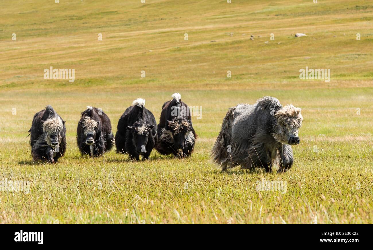 Small herd of Yaks, cows, on the green steppe of Mongolia Stock Photo ...