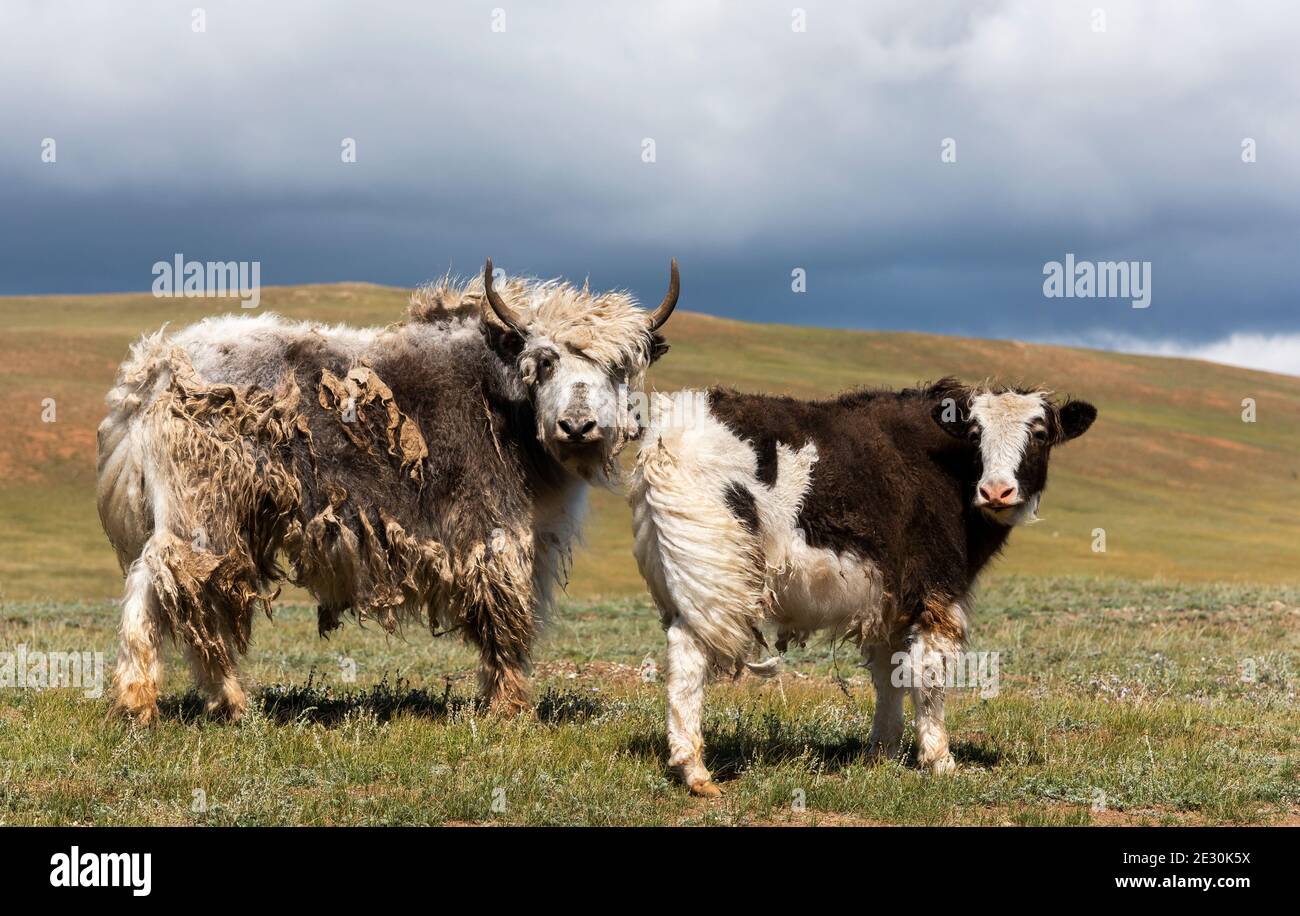 Two Yaks, cows, on the green steppe of Mongolia Stock Photo - Alamy